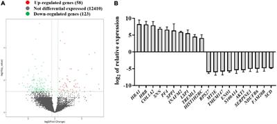 Regulation of COL1A2, AKT3 genes, and related signaling pathway in the pathology of congenital talipes equinovarus